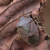 Green Shieldbug - Palomena prasina | Fotografijos autorius : Vidas Brazauskas | © Macronature.eu | Macro photography web site