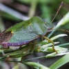 Green Shieldbug - Palomena prasina | Fotografijos autorius : Kazimieras Martinaitis | © Macronature.eu | Macro photography web site