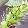 Medinės skydblakės (Palomena prasina) ir Skaidriasparnės dirvablakės (Kleidocerys resedae) nimfos | Fotografijos autorius : Kazimieras Martinaitis | © Macronature.eu | Macro photography web site