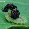 Žaliasis skydinukas - Cassida viridis, lerva | Fotografijos autorius : Romas Ferenca | © Macronature.eu | Macro photography web site