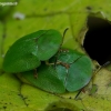 Žaliasis skydinukas - Cassida viridis | Fotografijos autorius : Romas Ferenca | © Macronature.eu | Macro photography web site