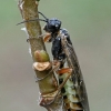 Green alder sawfly - Monsoma pulveratum | Fotografijos autorius : Gintautas Steiblys | © Macronature.eu | Macro photography web site