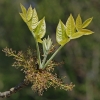 Plaukuotasis uosis - Fraxinus pennsylvanica | Fotografijos autorius : Gintautas Steiblys | © Macrogamta.lt | Šis tinklapis priklauso bendruomenei kuri domisi makro fotografija ir fotografuoja gyvąjį makro pasaulį.