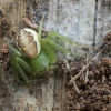 Green crab spider - Diaea dorsata | Fotografijos autorius : Giedrius Markevičius | © Macronature.eu | Macro photography web site