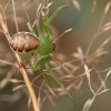 Green crab spider - Diaea dorsata | Fotografijos autorius : Gintautas Steiblys | © Macronature.eu | Macro photography web site