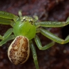 Green crab spider - Diaea dorsata | Fotografijos autorius : Žilvinas Pūtys | © Macronature.eu | Macro photography web site