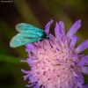 Green forester moth - Adscita statices | Fotografijos autorius : Mindaugas Leliunga | © Macronature.eu | Macro photography web site