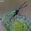 Green forester moth - Adscita statices | Fotografijos autorius : Romas Ferenca | © Macronature.eu | Macro photography web site