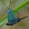 Green forester moth - Adscita statices | Fotografijos autorius : Romas Ferenca | © Macronature.eu | Macro photography web site