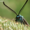 Green forester moth - Adscita statices | Fotografijos autorius : Oskaras Venckus | © Macronature.eu | Macro photography web site