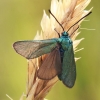 Green forester moth - Adscita statices | Fotografijos autorius : Gintautas Steiblys | © Macronature.eu | Macro photography web site