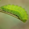 Green hairstreak - Callophrys rubi, catterpilar | Fotografijos autorius : Gintautas Steiblys | © Macronature.eu | Macro photography web site