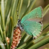 Green hairstreak - Callophrys rubi | Fotografijos autorius : Gediminas Gražulevičius | © Macronature.eu | Macro photography web site