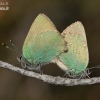 Green hairstreak - Callophrys rubi | Fotografijos autorius : Lukas Jonaitis | © Macronature.eu | Macro photography web site