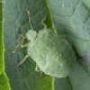 Green Shieldbug - Palomena prasina, nymph | Fotografijos autorius : Žilvinas Pūtys | © Macronature.eu | Macro photography web site