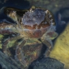 Green shore crab - Carcinus maenas | Fotografijos autorius : Gintautas Steiblys | © Macronature.eu | Macro photography web site