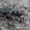 Green tiger beetle - Cicindela campestris | Fotografijos autorius : Žilvinas Pūtys | © Macronature.eu | Macro photography web site