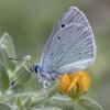 Green-underside Blue - Glaucopsyche alexis ♂ | Fotografijos autorius : Žilvinas Pūtys | © Macronature.eu | Macro photography web site