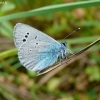 Green-underside Blue - Glaucopsyche alexis | Fotografijos autorius : Deividas Makavičius | © Macronature.eu | Macro photography web site