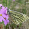 Green-veined White  - Pieris napi | Fotografijos autorius : Nomeda Vėlavičienė | © Macronature.eu | Macro photography web site