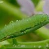 Green-veined White - Pieris napi, caterpillar | Fotografijos autorius : Romas Ferenca | © Macronature.eu | Macro photography web site