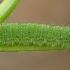 Green-veined White - Pieris napi, caterpillar | Fotografijos autorius : Gintautas Steiblys | © Macronature.eu | Macro photography web site