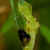 Green-veined White - Pieris napi, pupa | Fotografijos autorius : Romas Ferenca | © Macronature.eu | Macro photography web site