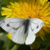 Green-veined White - Pieris napi | Fotografijos autorius : Vytautas Gluoksnis | © Macronature.eu | Macro photography web site