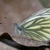 Green-veined White - Pieris napi | Fotografijos autorius : Gintautas Steiblys | © Macronature.eu | Macro photography web site