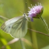 Green-veined White - Pieris napi | Fotografijos autorius : Jovita Poviliūnaitė | © Macronature.eu | Macro photography web site