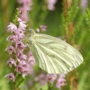 Green-veined White - Pieris napi | Fotografijos autorius : Vidas Brazauskas | © Macronature.eu | Macro photography web site