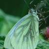 Green-veined White - Pieris napi | Fotografijos autorius : Romas Ferenca | © Macrogamta.lt | Šis tinklapis priklauso bendruomenei kuri domisi makro fotografija ir fotografuoja gyvąjį makro pasaulį.