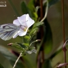 Green-veined White - Pieris napi | Fotografijos autorius : Valdimantas Grigonis | © Macronature.eu | Macro photography web site