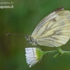 Green-veined White - Pieris napi | Fotografijos autorius : Darius Baužys | © Macronature.eu | Macro photography web site