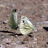 Green-veined White - Pieris napi | Fotografijos autorius : Gediminas Gražulevičius | © Macronature.eu | Macro photography web site