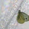 Green-veined White - Pieris napi | Fotografijos autorius : Agnė Našlėnienė | © Macronature.eu | Macro photography web site