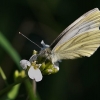 Green-veined White - Pieris napi | Fotografijos autorius : Gintautas Steiblys | © Macronature.eu | Macro photography web site