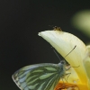 Green-veined White - Pieris napi | Fotografijos autorius : Vidas Brazauskas | © Macronature.eu | Macro photography web site