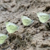 Green-veined White - Pieris napi | Fotografijos autorius : Vidas Brazauskas | © Macronature.eu | Macro photography web site