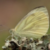 Green-veined White - Pieris napi | Fotografijos autorius : Žilvinas Pūtys | © Macronature.eu | Macro photography web site