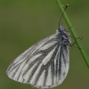 Green-veined White - Pieris napi | Fotografijos autorius : Gintautas Steiblys | © Macronature.eu | Macro photography web site