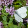 Green-veined White | Fotografijos autorius : Darius Baužys | © Macronature.eu | Macro photography web site