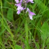 Mažasis anakamptis - Anacamptis morio | Fotografijos autorius : Jogaila Mackevičius | © Macronature.eu | Macro photography web site