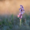 Mažasis anakamptis - Anacamptis morio | Fotografijos autorius : Zita Gasiūnaitė | © Macronature.eu | Macro photography web site