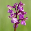 Green-winged Orchid - Anacamptis morio | Fotografijos autorius : Nomeda Vėlavičienė | © Macronature.eu | Macro photography web site