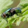 Greenbottle fly - Lucilia sp.  | Fotografijos autorius : Romas Ferenca | © Macronature.eu | Macro photography web site