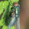 Greenbottle fly - Lucilia sp. | Fotografijos autorius : Gintautas Steiblys | © Macronature.eu | Macro photography web site
