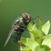 Greenbottle fly - Lucilia sp. | Fotografijos autorius : Vidas Brazauskas | © Macronature.eu | Macro photography web site