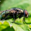 Greenbottle fly - Lucilia sp. | Fotografijos autorius : Oskaras Venckus | © Macronature.eu | Macro photography web site