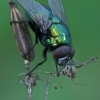 Greenbottle fly - Lucilia sp. | Fotografijos autorius : Gintautas Steiblys | © Macronature.eu | Macro photography web site